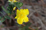 Fourpetal St. Johnswort